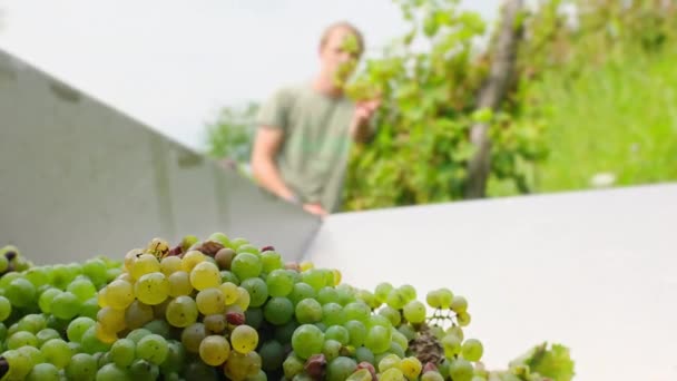 Worker Carefully Drops Freshly Picked Yellow Sauvignon Grapes Container Wine — Stock Video