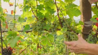 Slovenya üzüm bağlarında şarap hasadı sırasında sarmaşıklardan beyaz Sauvignon üzümleri kesen işçilerin ellerini kapatın. Sonbaharda üzüm toplama mevsimi. Sarmaşıklarda olgunlaşmış üzümler.