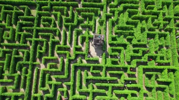 晴れた日のラビリンスの庭で出口を見つけようとする人々の空中上下の眺め 幾何学的なグリーン迷路の空中観測 解決策を求めるコンセプト — ストック動画