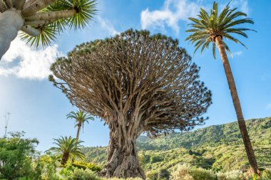 Ancient Dragon Tree in Icod de los Vinos town on Tenerife, Canary Islands, Spain. Famous Drago in Parque del Drago. Symbol of Tenerife, the largest and the oldest living Dracaena Draco in the world.