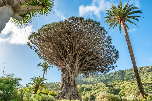 Ancient Dragon Tree in Icod de los Vinos town on Tenerife, Canary Islands, Spain. Famous Drago in Parque del Drago. Symbol of Tenerife, the largest and the oldest living Dracaena Draco in the world.