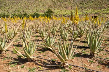 Aloe vera çiftliği Gran Canaria, Kanarya Adaları, İspanya. Aloe vera bitkileri, arka planda dağlar olan kuru bir çöl bölgesinde sarı çiçeklerle çiçek açarlar.. 