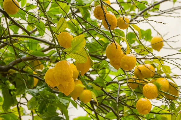 Ripe yellow lemons in water drops after the rain hanging on a branch with green leaves close-up. Bunches of fresh yellow ripe lemons on lemon tree branches in fruit garden