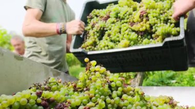 İşçiler, Slovenya üzüm bağlarındaki şarap hasadı sırasında sandıklardan taze toplanmış yeşil Sauvignon üzümlerini traktör römorkuna dikkatlice boşalttılar. Sonbaharda üzüm toplama mevsimi. Yavaş çekim videosu