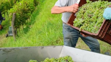 İşçiler, Slovenya üzüm bağlarındaki şarap hasadı sırasında sandıklardan taze toplanmış yeşil Sauvignon üzümlerini traktör römorkuna dikkatlice boşalttılar. Sonbaharda üzüm toplama mevsimi. Yavaş çekim videosu