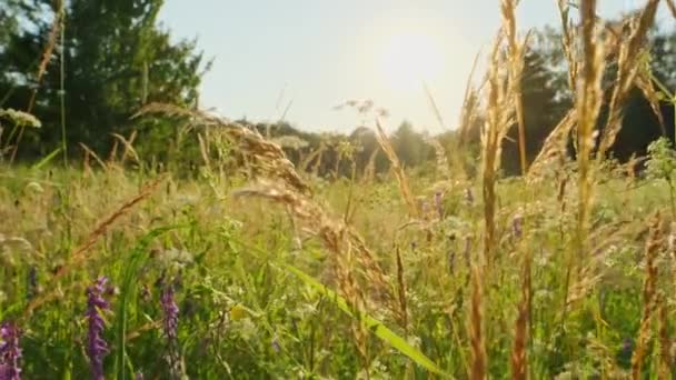 メドウの草と花は夏の朝の日差しによって反発します 浅い深さの野生の草や花のクローズアップ カメラはゆっくりと牧草地を通り抜ける — ストック動画