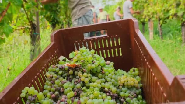Werknemer Druppelt Zorgvuldig Vers Geplukte Gele Sauvignon Druiven Kratten Tijdens — Stockvideo