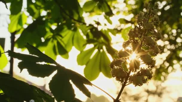 Blühender Kastanienbaum Mit Grünem Laub Der Frühlingssaison Kastanienblätter Und Blüten — Stockvideo