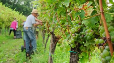 Şarap hasadı sezonu sahnesi. Üzüm üzümlü beyaz Sauvignon üzümlerinin yakın plan çekimleri, üzüm bağlarının arka planında ise kimliği belirsiz işçiler toplanıyor. Sonbahar üzüm toplama mevsimi