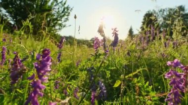 Çayırlık çimenler ve çiçekler yazın sabah güneşinin altında. Yakın plan yabani otlar ve sığ bir tarla derinliği olan çiçekler. Kamera çayırdaki yeşil çimlerin arasında yavaşça hareket eder. 