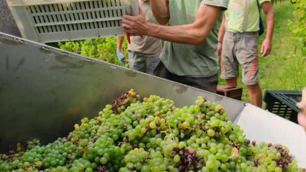 Workers Carefully Unload Freshly Picked Green Sauvignon Grapes Crates Tractor — Stock Video