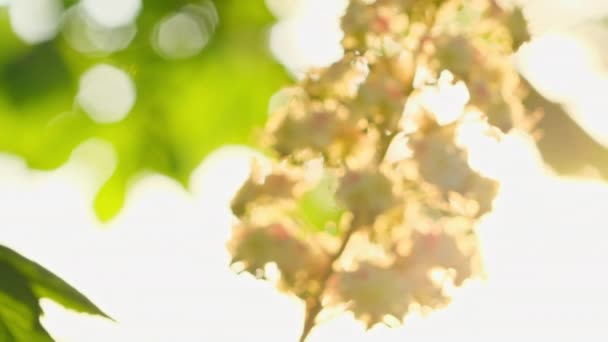 Eine Blühende Kastanie Mit Grünem Laub Und Blüten Der Frühlingszeit — Stockvideo