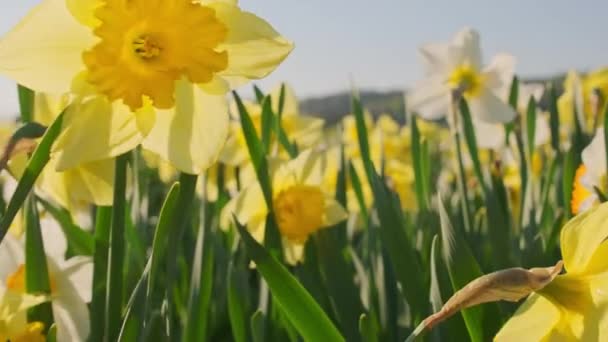 在春天的花园里 开满了黄花的水仙花 充满活力的复活节背景 美丽的春天水仙花盛开 捕捉在慢动作中 水仙花特写 — 图库视频影像
