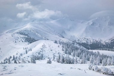 Soğuk kış günü yüksek Tatras dağlarında güzel kar manzarası. Ladin Ormanı 'nda soğuk, soğuk bir gün. Kar altında kalan çam ağaçları. Noel sezonu sahnesi