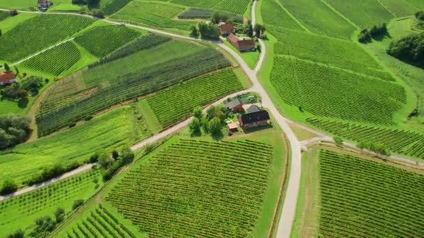 Widok Lotu Ptaka Piękne Winnice Regionie Brda Słoweńskich Winnic Niekończące — Wideo stockowe