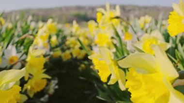 Bahar bahçesinde sarı çiçekli nergis tarlası. Canlı Paskalya arkaplanı. Güzel bahar nergis çiçekleri, yavaş çekimde yakalanır. Narcissus çiçekleri yakın plan