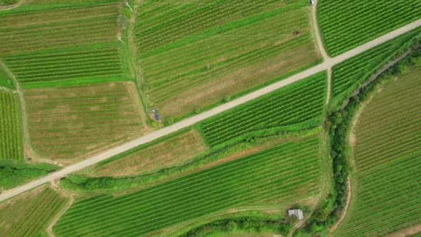 Légi Kilátás Gyönyörű Szőlő Brda Régióban Szlovén Szőlőültetvények Végtelen Szőlőbokrok — Stock videók