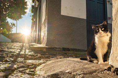 Güzel, siyah beyaz bir kedi kaldırımda güneşleniyor. Şirin bir sokak kedisi portresi..