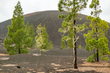 Kanarya Adası, El Teide Ulusal Parkı, Tenerife, Kanarya Adaları, İspanya 'nın engebeli volkanik arazisindeki Pinus kanaryasıdır.