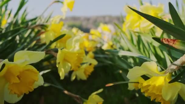 春の庭に黄色い花が咲いているダフデイルの花壇 活発なイースターの背景 スローモーションでキャプチャされたフルブラームで美しい春のダッフル ナルシッサスの花のクローズアップ — ストック動画