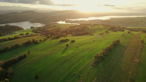 Aerial Scenic Sunset View Green Pastures Flock Sheep Czorsztyn Lake — Stock Video