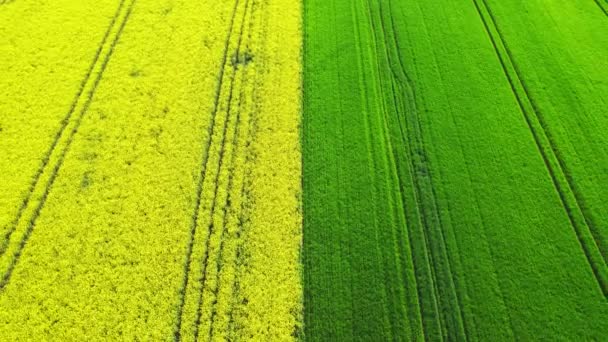 Uitzicht Vanuit Lucht Heldergroene Gele Landbouwvelden Zaaizaad Tarwevelden Het Voorjaar — Stockvideo