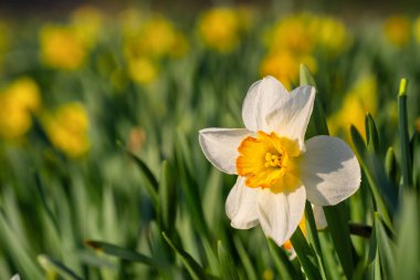 Çiçek açan güzel bahar nergis çiçeği. Bahar bahçesinde sarı çiçekli nergis tarlası. Canlı Paskalya arkaplanı. Narcissus çiçeği yakın plan