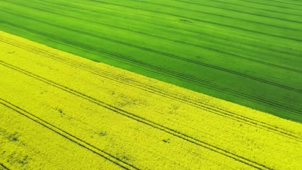Letecký Pohled Jasně Zelená Žlutá Zemědělská Pole Semena Řepky Pšeničná — Stock video