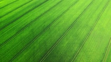 Yazın bitmeyen yeşil alanlar. Birçok tarım alanının geometri dokusuna sahip hava manzarası. Tarım ve tarım endüstrisi. Doğal arkaplan.