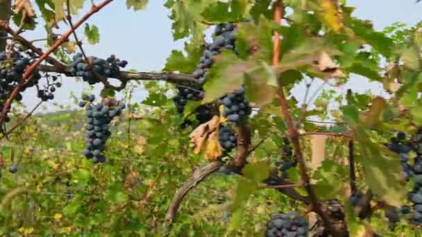 Close Bunches Ripe Black Skinned Grapes Grapes Vine Dark Blue — Stock Video