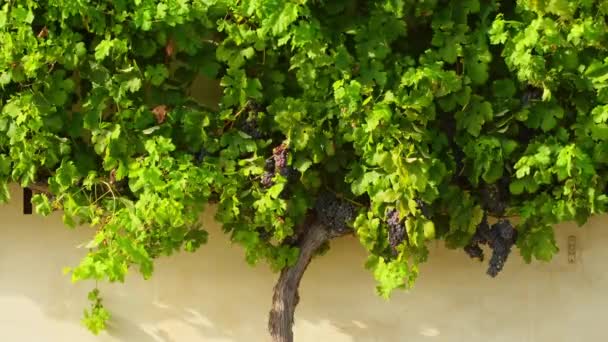 马里博的老葡萄藤被认为是世界上最古老的连续长有葡萄藤的葡萄藤 在斯洛文尼亚有400多年的历史 还在开枪 — 图库视频影像