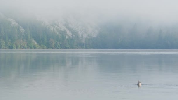 Spokojny Minimalistyczny Krajobraz Kaczką Odpływającą Zamglonym Jeziorze Scena Spokojna Podobna — Wideo stockowe