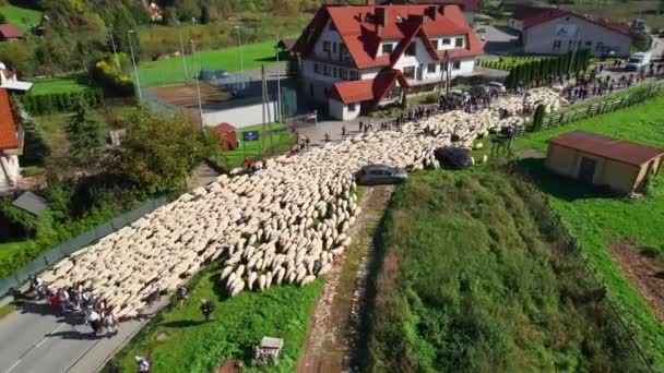 Kış Mevsiminde Dağlarda Otlayan Koyunlara Önderlik Eden Karpat Çobanlarının Hava — Stok video