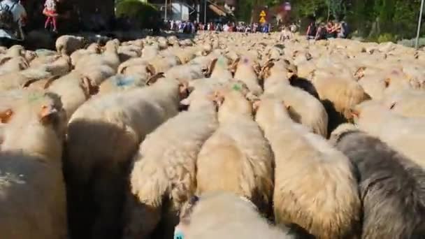Szczawnica Polsko Října 2023 Karpatští Pastevci Vedou Ovce Pastvin Horách — Stock video