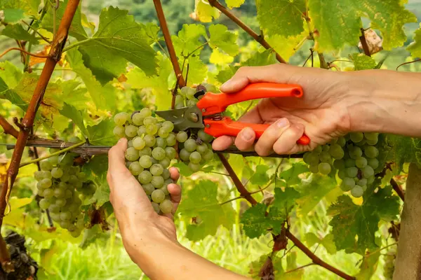 Slovenya üzüm bağlarında şarap hasadı sırasında sarmaşıklardan beyaz Sauvignon üzümleri kesen işçilerin ellerini kapatın. Sonbaharda üzüm toplama mevsimi. Sarmaşıklarda olgunlaşmış üzümler.