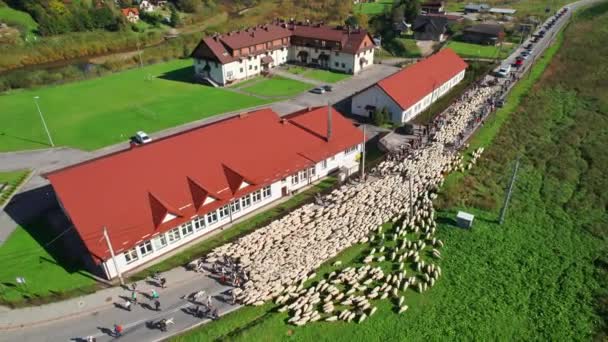 Pandangan Udara Tentang Gembala Carpathia Memimpin Domba Domba Dari Penggembalaan — Stok Video