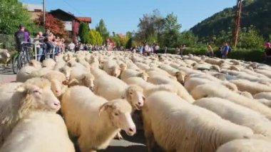 Szczawnica, Polonya - 14 Ekim 2023: Karpatyalı çobanlar kış mevsiminde dağlarda otlayan koyunlardan köylere kadar. Güney Polonya 'da geleneksel Redyk Günü kutlaması