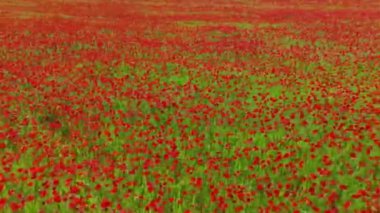 Yazın yeşil tarlada haşhaş. İnanılmaz bir gelincik çiçeği tarlasının hareket bulanıklığı olan hava aracı görüntüleri. Soyut hava yeşili ve kırmızı renkli doğal manzara. Gelincik çiçekleriyle dolu büyük bir tarla