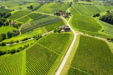 Doğu Slovenya 'daki Kudüs şarap bölgesinde resim gibi üzüm bağları. Slovenya 'daki güzel üzüm bağlarının hava manzarası