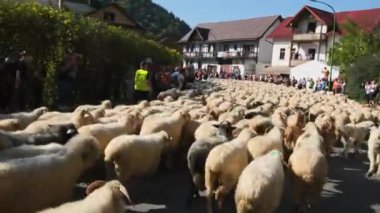 Szczawnica, Polonya - 14 Ekim 2023: Karpatyalı çobanlar kış mevsiminde dağlarda otlayan koyunlardan köylere kadar. Güney Polonya 'da geleneksel Redyk Günü kutlaması