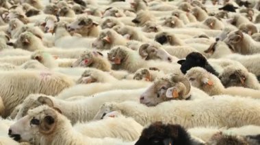 Polonya 'daki geleneksel Redyk Günü kutlamaları sırasında büyük bir koyun sürüsü toplanıyor. Redyk Günü, her yıl Ekim ayında sürüleri dağdaki otlak evlerine götürmek için düzenlenen bir festivaldir.