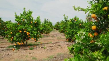 Ağaç dallarında olgun portakallarla portakal bahçesi. Meyve bahçesindeki güzel portakal ağaçları. Olgun meyvelerle dolu meyve ağaçları. Yavaş çekim, sabit çekim. Sulu narenciye meyveleri güneşte olgunlaşıyor.