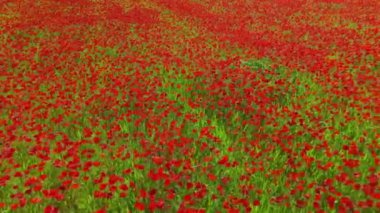 Yazın yeşil tarlada haşhaş. İnanılmaz bir gelincik çiçeği tarlasının hareket bulanıklığı olan hava aracı görüntüleri. Soyut hava yeşili ve kırmızı renkli doğal manzara. Gelincik çiçekleriyle dolu büyük bir tarla