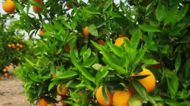 Ağaç dallarında olgun portakallarla portakal bahçesi. Meyve bahçesindeki güzel portakal ağaçları. Olgun meyvelerle dolu meyve ağaçları. Yavaş çekim, sabit çekim. Sulu narenciye meyveleri güneşte olgunlaşıyor.