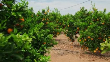 Ağaç dallarında olgun portakallarla portakal bahçesi. Meyve bahçesindeki güzel portakal ağaçları. Olgun meyvelerle dolu meyve ağaçları. Yavaş çekim, sabit çekim. Sulu narenciye meyveleri güneşte olgunlaşıyor.