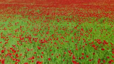 Yazın yeşil tarlada haşhaş. İnanılmaz bir gelincik çiçeği tarlasının hareket bulanıklığı olan hava aracı görüntüleri. Soyut hava yeşili ve kırmızı renkli doğal manzara. Gelincik çiçekleriyle dolu büyük bir tarla