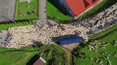 Kış mevsiminde dağlarda otlayan koyunlara önderlik eden Karpat çobanlarının hava manzarası. Polonya 'da geleneksel Redyk Günü kutlaması.