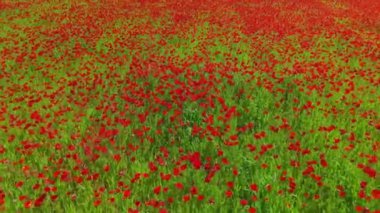 Yazın yeşil tarlada haşhaş. İnanılmaz bir gelincik çiçeği tarlasının hareket bulanıklığı olan hava aracı görüntüleri. Soyut hava yeşili ve kırmızı renkli doğal manzara. Gelincik çiçekleriyle dolu büyük bir tarla
