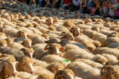 Kış mevsiminde dağlarda otlayan koyunlara önderlik eden Karpatyalı çobanlar. Güney Polonya 'da geleneksel Redyk Günü kutlaması