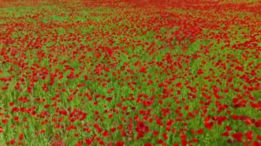 Yazın yeşil tarlada haşhaş. İnanılmaz bir gelincik çiçeği tarlasının hareket bulanıklığı olan hava aracı görüntüleri. Soyut hava yeşili ve kırmızı renkli doğal manzara. Gelincik çiçekleriyle dolu büyük bir tarla